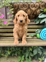 Scarlet , a female Goldendoodle for sale in Minonk, IL – 5 of 6