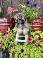 Moose, a male Havachon for sale in Minonk, IL – 5 of 6