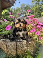 Maggie, a female Yorkshire Terrier for sale in Minonk, IL – 4 of 5