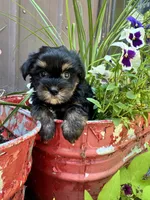 Charlie, a female Yorkshire Terrier for sale in Minonk, IL – 3 of 3