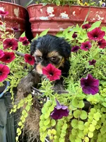 Sammy, a female Yorkshire Terrier for sale in Minonk, IL – 2 of 4