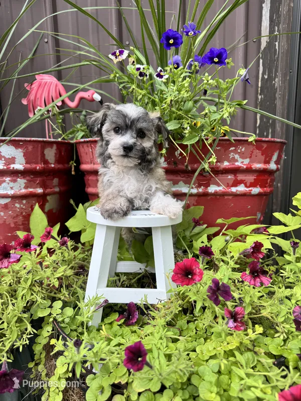Cooper – Havachon puppy for sale in Minonk, IL