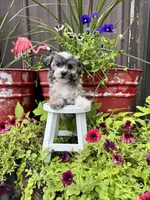 Cooper, a male Havachon for sale in Minonk, IL – 1 of 10