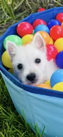 Duncan , a male West Highland White Terrier for sale in Minonk, IL – 2 of 3