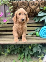 Scarlet , a female Goldendoodle for sale in Minonk, IL – 6 of 6