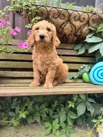 Ben, a male Goldendoodle for sale in Minonk, IL – 2 of 5