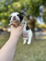 Chewy , a male Shih Tzu for sale in Minonk, IL – 7 of 10