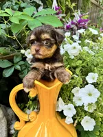 Daisy, a female Yorkshire Terrier for sale in Minonk, IL – 6 of 7