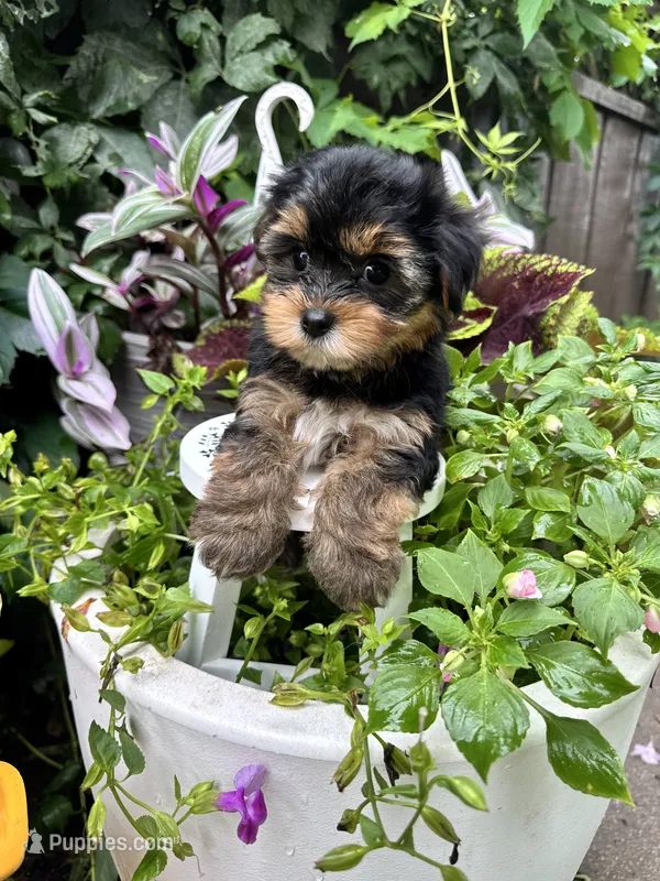 Sammy – Yorkshire Terrier puppy for sale in Minonk, IL