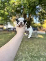 Chewy , a male Shih Tzu for sale in Minonk, IL – 4 of 10