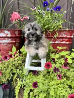Moose, a male Havachon for sale in Minonk, IL – 4 of 6