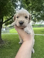 Belle , a female Goldendoodle for sale in Minonk, IL – 2 of 3