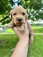 Jasper, a male Goldendoodle for sale in Minonk, IL – 2 of 3