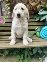 Violet, a female Goldendoodle for sale in Minonk, IL – 4 of 5
