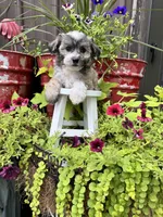 Cooper, a male Havachon for sale in Minonk, IL – 7 of 10