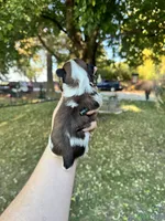 Gizmo, a male Shih Tzu for sale in Minonk, IL – 8 of 9