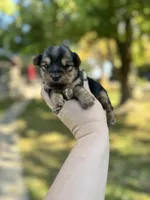 Toby, a male Yorkshire Terrier for sale in Minonk, IL – 5 of 8