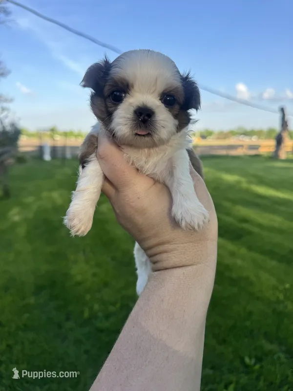 Charlie – Mal Shi puppy for sale in Minonk, IL