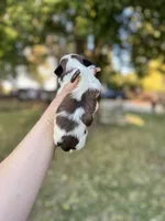 Chewy , a male Shih Tzu for sale in Minonk, IL – 2 of 10