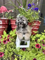 Moose, a male Havachon for sale in Minonk, IL – 2 of 6