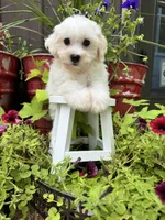 Teddy, a male Havachon for sale in Minonk, IL – 5 of 5