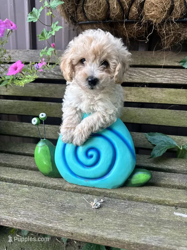 Bruce  – Poochon puppy for sale in Minonk, IL