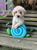 Bruce , a male Poochon for sale in Minonk, IL – 1 of 4