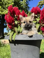 Archie, a  Cairn Terrier and Yorkshire Terrier for sale in Minonk, IL – 3 of 3