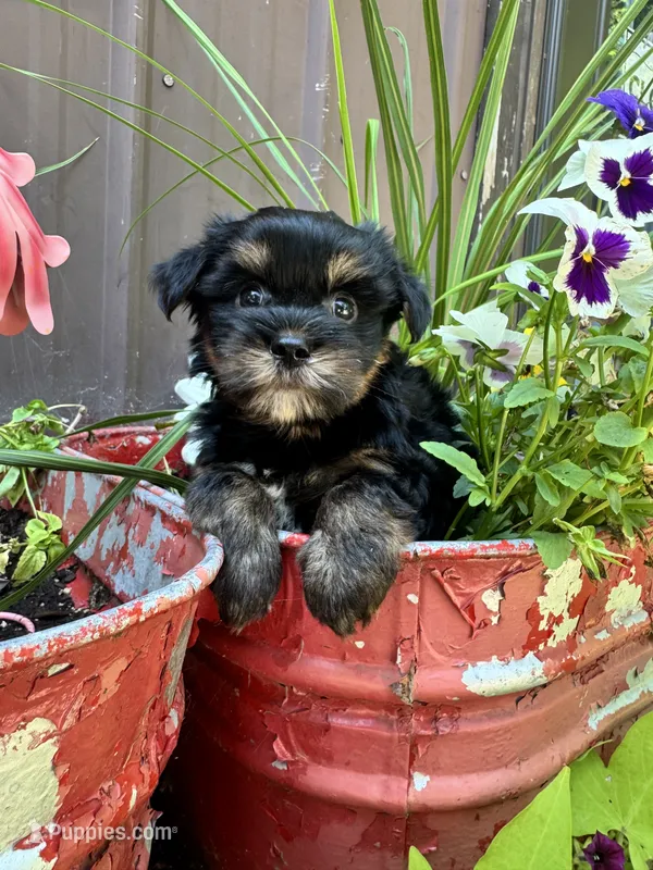 Charlie – Yorkshire Terrier puppy for sale in Minonk, IL