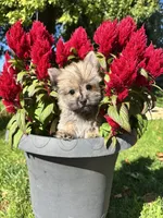 Oliver, a  Cairn Terrier and Yorkshire Terrier for sale in Minonk, IL – 3 of 6