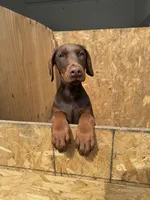 Conny, a female Doberman Pinscher for sale in Spartanburg, SC – Photo 4 of 4