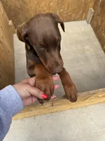 Conny, a female Doberman Pinscher for sale in Spartanburg, SC – Photo 2 of 4