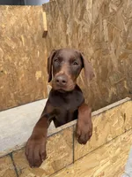 Doberman Puppies , a male Doberman Pinscher for sale in Spartanburg, SC – Photo 5 of 10