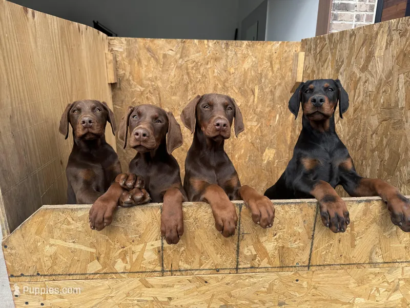 Doberman Puppies 