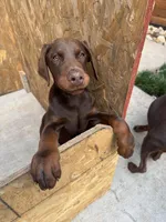 Doberman Puppies , a male Doberman Pinscher for sale in Spartanburg, SC – Photo 6 of 10