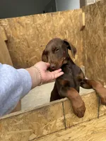 Doberman Puppies , a male Doberman Pinscher for sale in Spartanburg, SC – Photo 3 of 10