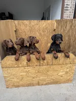 Doberman Puppies , a male Doberman Pinscher for sale in Spartanburg, SC – Photo 10 of 10