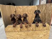 Doberman Puppies , a male Doberman Pinscher for sale in Spartanburg, SC – Photo 9 of 10