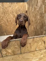 Doberman Puppies , a male Doberman Pinscher for sale in Spartanburg, SC – Photo 7 of 10