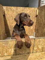 Jane, a female Doberman Pinscher for sale in Spartanburg, SC – Photo 3 of 5