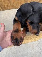 Jack, a male Doberman Pinscher for sale in Spartanburg, SC – Photo 2 of 5