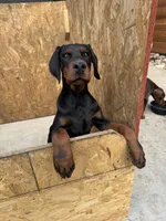 Jack, a male Doberman Pinscher for sale in Spartanburg, SC – Photo 3 of 5