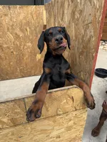 Jack, a male Doberman Pinscher for sale in Spartanburg, SC – Photo 1 of 5