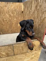 Jack, a male Doberman Pinscher for sale in Spartanburg, SC – Photo 5 of 5