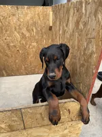 Jack, a male Doberman Pinscher for sale in Spartanburg, SC – Photo 4 of 5