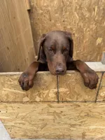 Will, a male Doberman Pinscher for sale in Spartanburg, SC – Photo 1 of 2