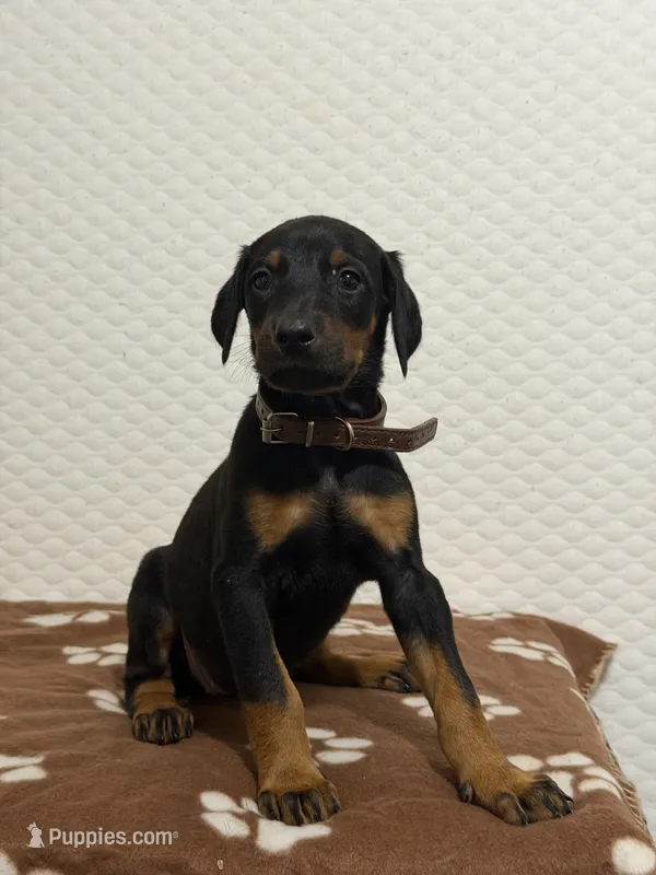 Brown Colar – Doberman Pinscher puppy for sale in Winter Garden, FL