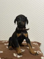 Brown Colar, a female Doberman Pinscher for sale in Winter Garden, FL – 1 of 1