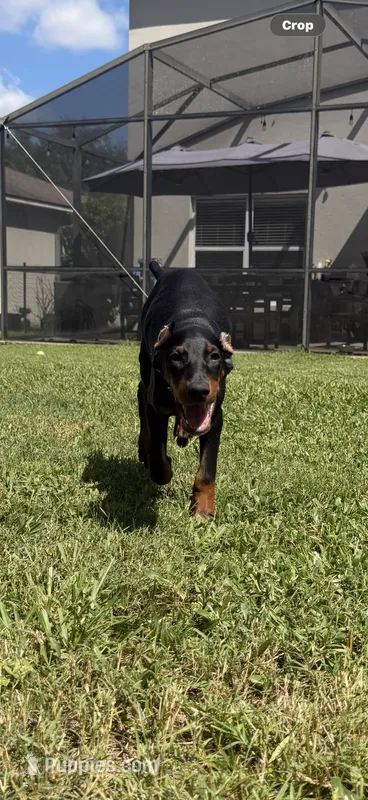 Brown Colar – Doberman Pinscher puppy for sale in Winter Garden, FL