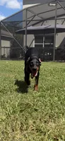 Brown Colar, a female Doberman Pinscher for sale in Winter Garden, FL – 1 of 3